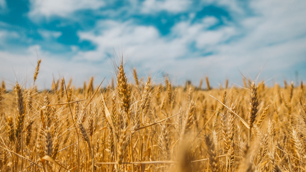 Wheat field under a summer sky